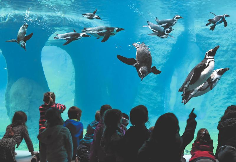 Bilety do Wrocławskiego Zoo