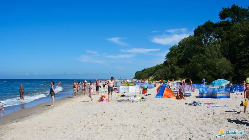 Gdzie szukać gąsek