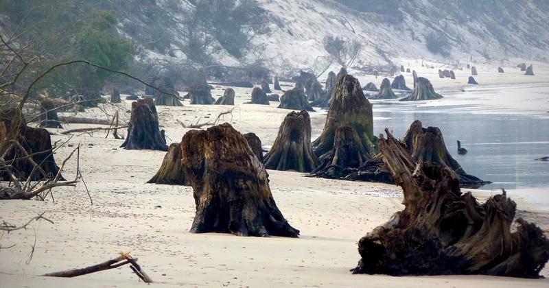 Odkryj zatopiony las koło Czołpina: jak dotrzeć do tej niezwykłej atrakcji?