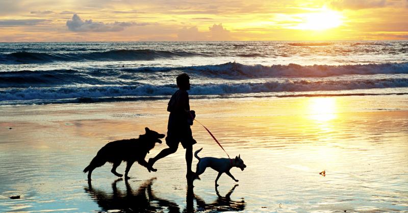 Akcesoria dla psa na wyjazd