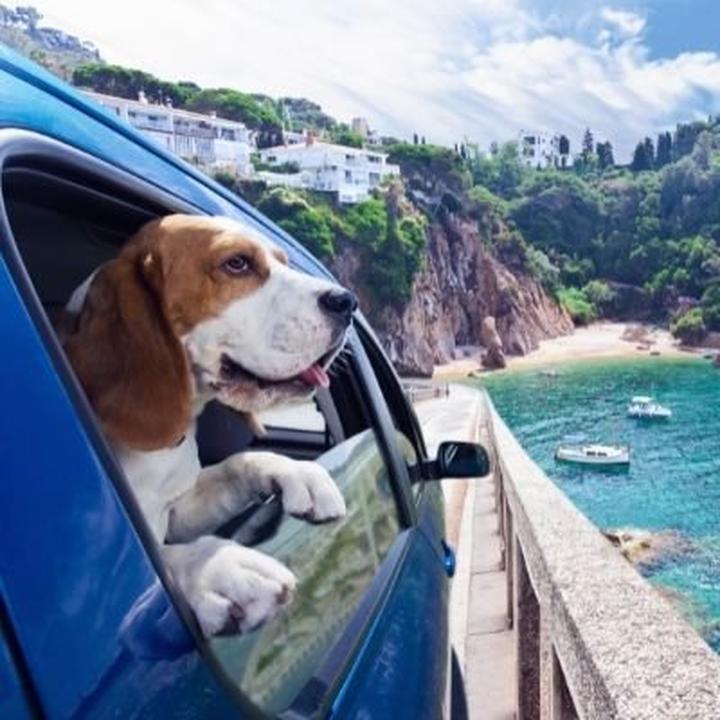 Bezpieczeństwo psa w podróży