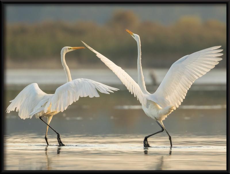 Czas trwania lotu godowego matki