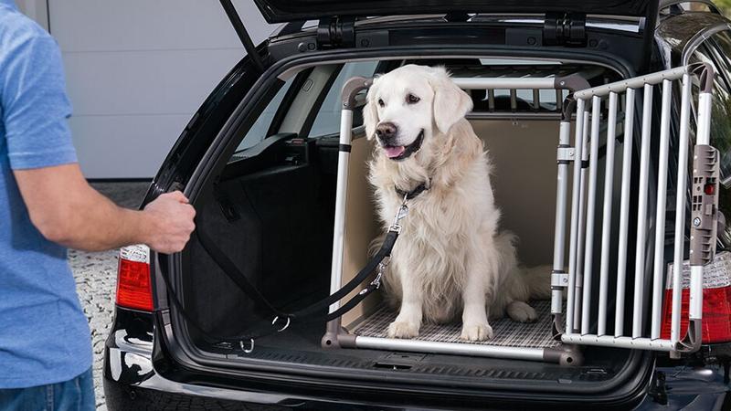 Przewóz psa za granicę