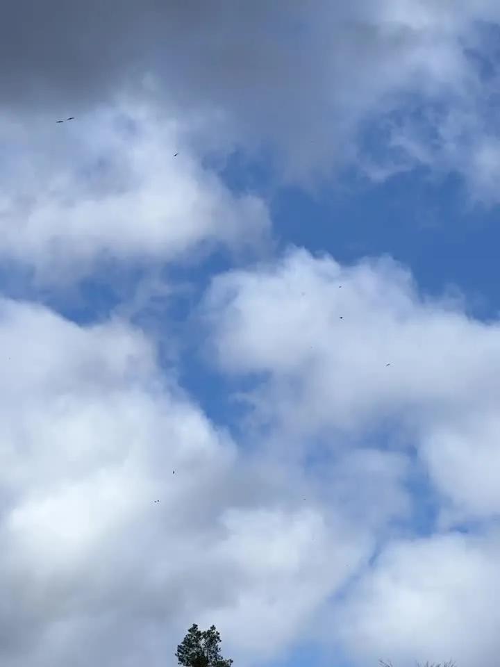 Wpływ zmian klimatycznych na lot godowy