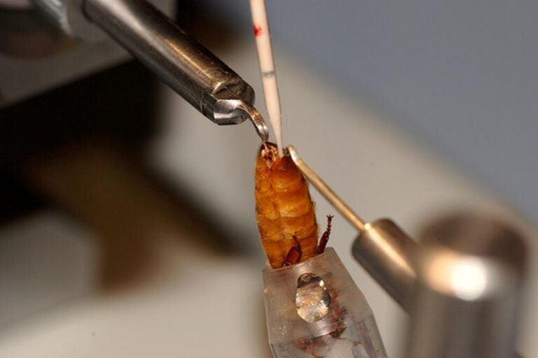 Jak długo trwa lot godowy matki – poznaj fascynujący świat przyrody