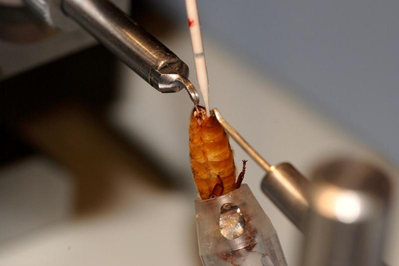 Jak długo trwa lot godowy matki – poznaj fascynujący świat przyrody