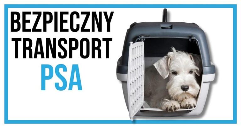 Jak komfortowo przewieźć psa autobusem za granicę? Sprawdź nasze porady!