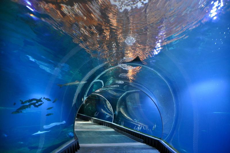 Sprawdź, jak łatwo dojechać do zoo we Wrocławiu z dworca PKP