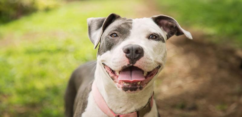 Ceny biletów na Pitbulla